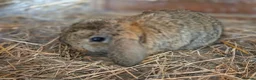 Mini Lop rabbits for sale: Gorgeous minilops ready 14th June - Advert 5