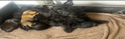Mixed Breed dogs for sale: Patterdale x Lakeland terriers  in Doncaster - Advert 6