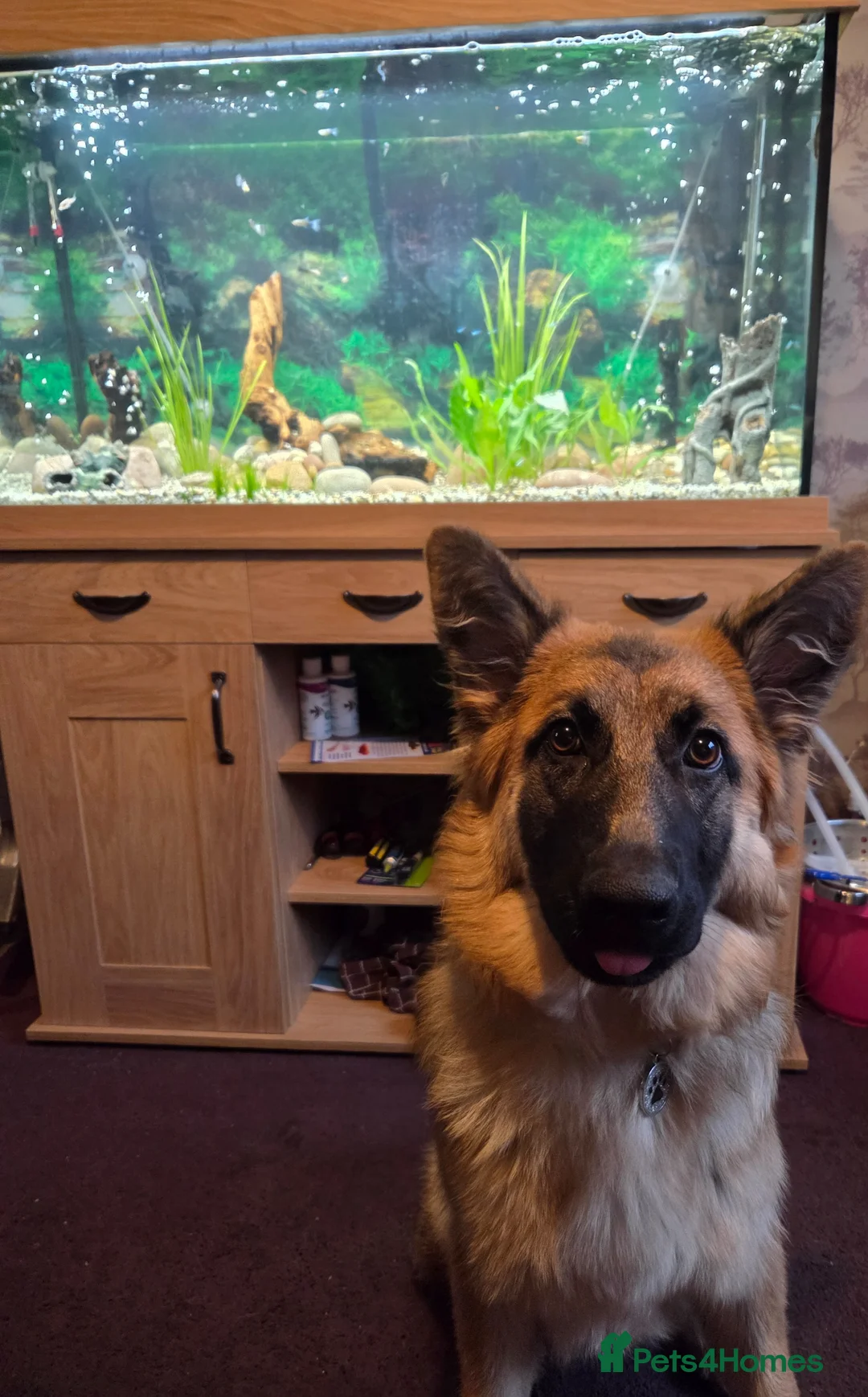 German Shepherd dogs for sale: 9 month old female german shepherd in Stafford - Advert 2