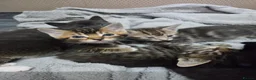 Mixed Breed cats for sale: Beautiful kittens looking for their forever homes  - Advert 25