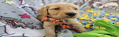 Puppy 3 - Orange