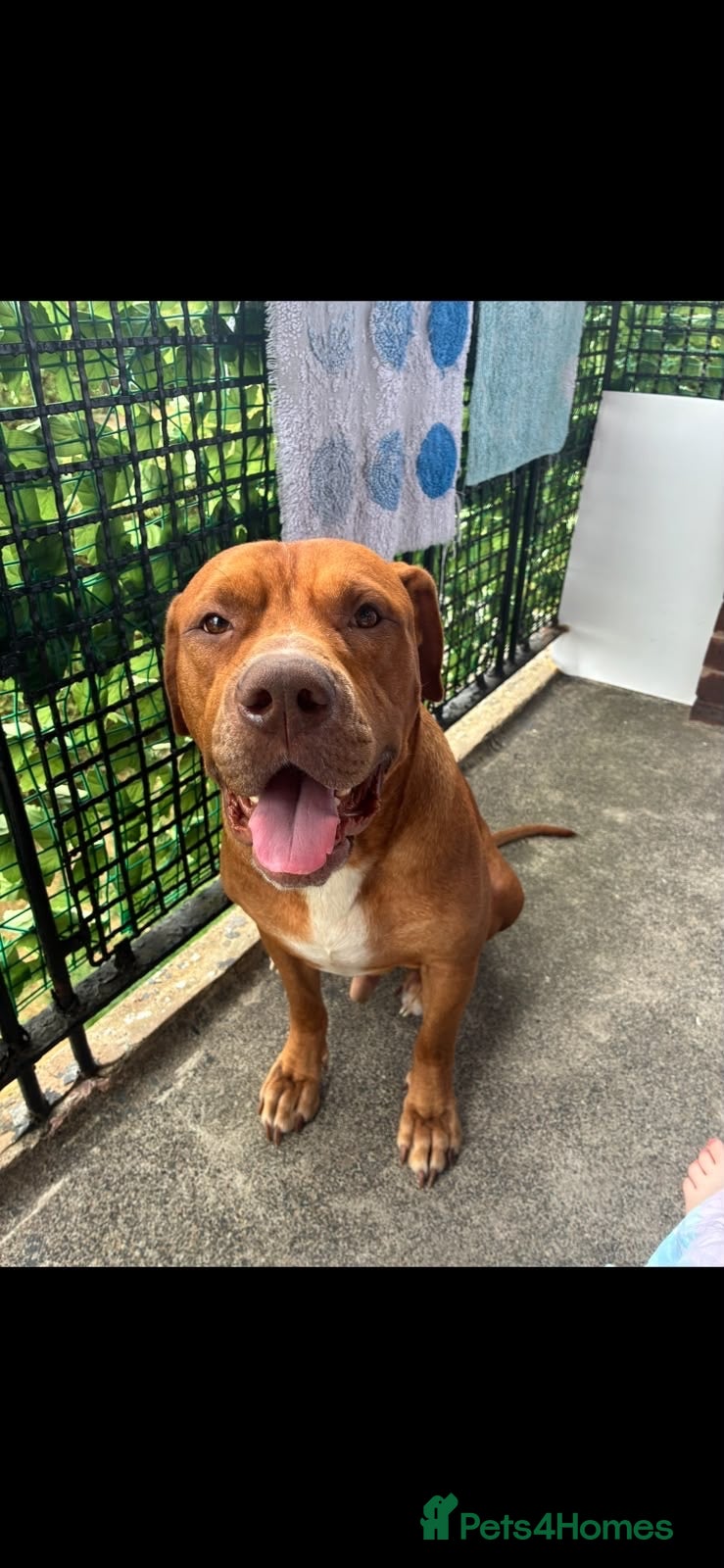 Mixed Breed dogs Loving home needed - Advert 7