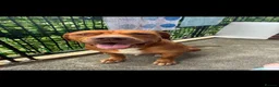 Mixed Breed dogs for sale: Loving home needed in Knaresborough - Advert 1