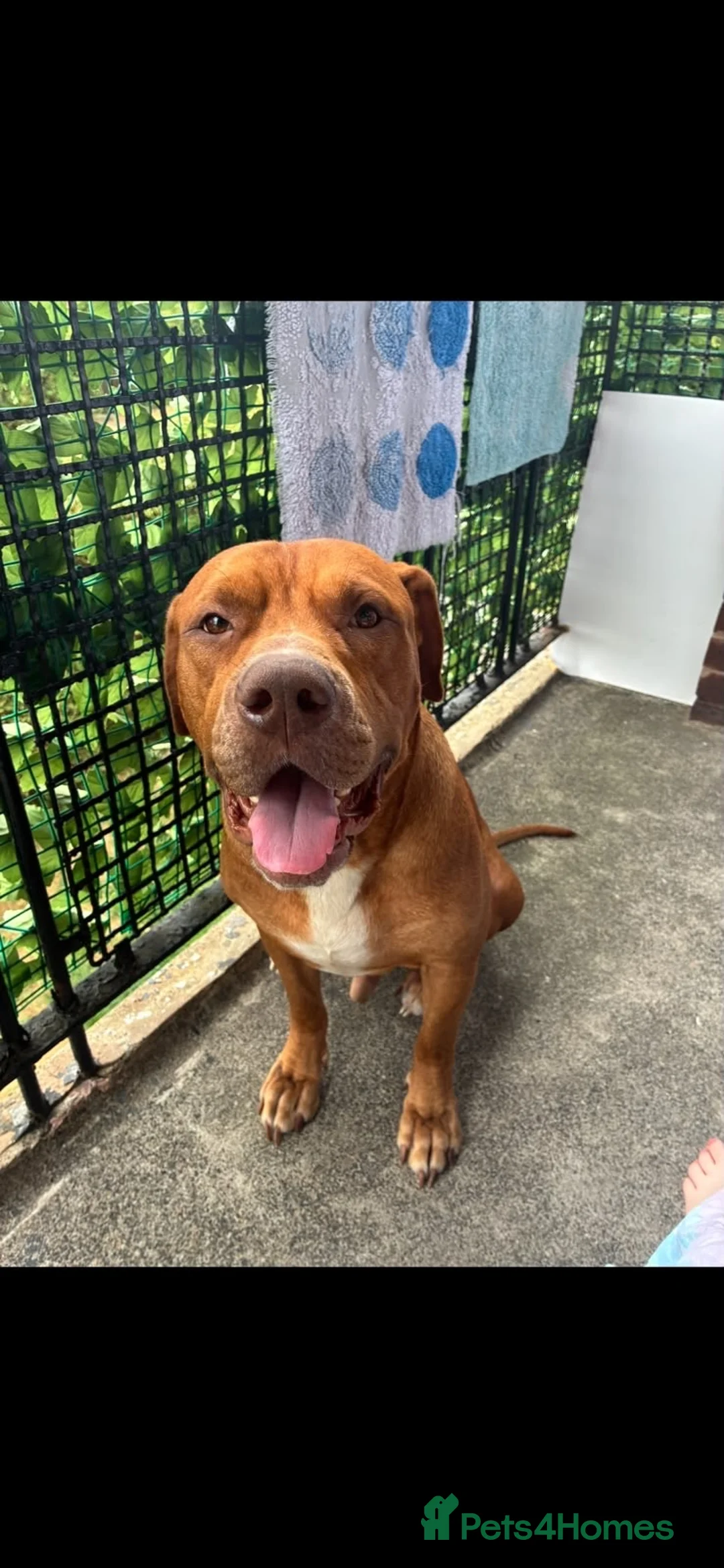 Mixed Breed dogs for sale: Loving home needed in Knaresborough - Advert 1