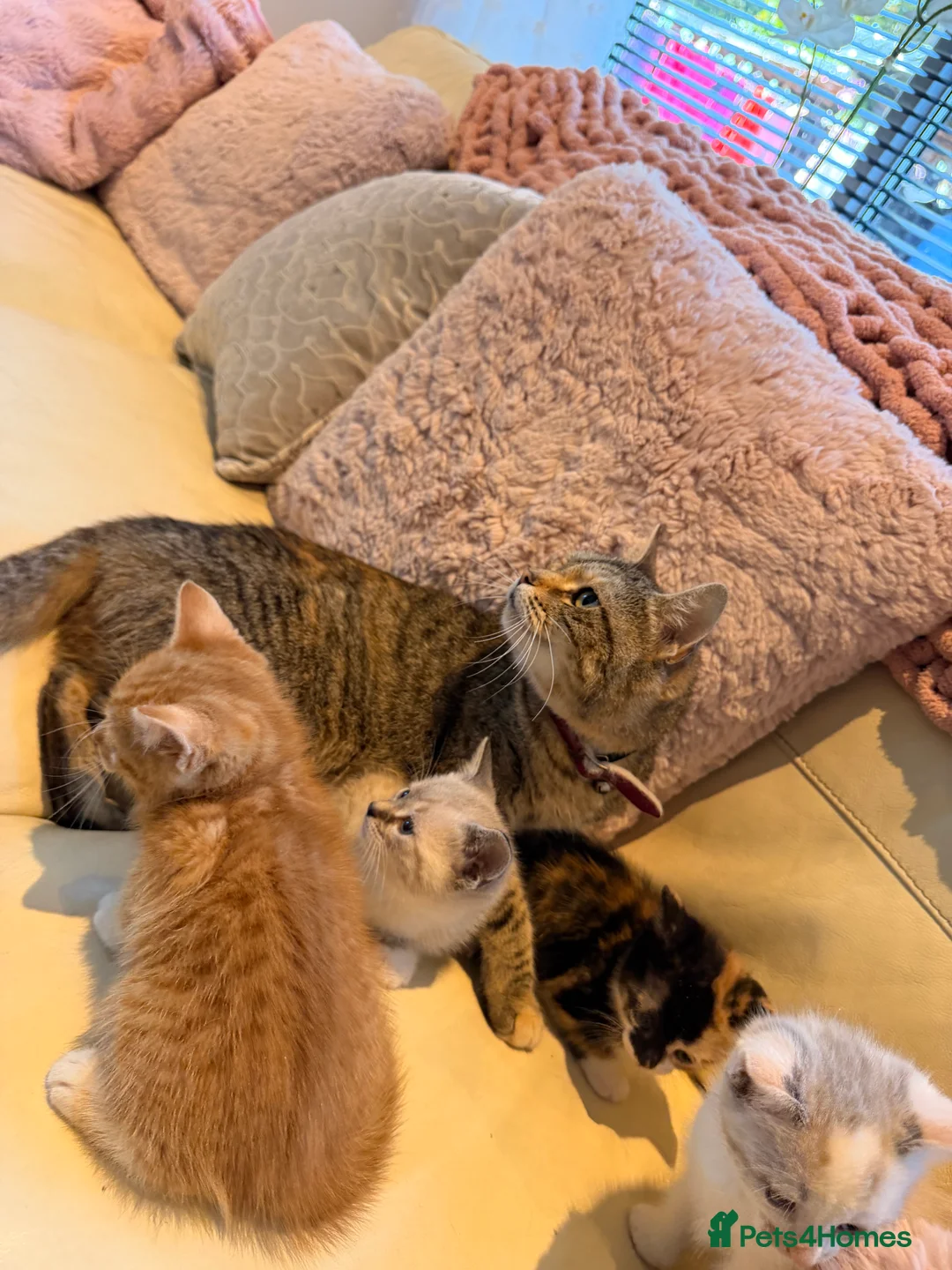 British Shorthair cats for sale: British short haired cross kittens #Ready now  - Advert 2