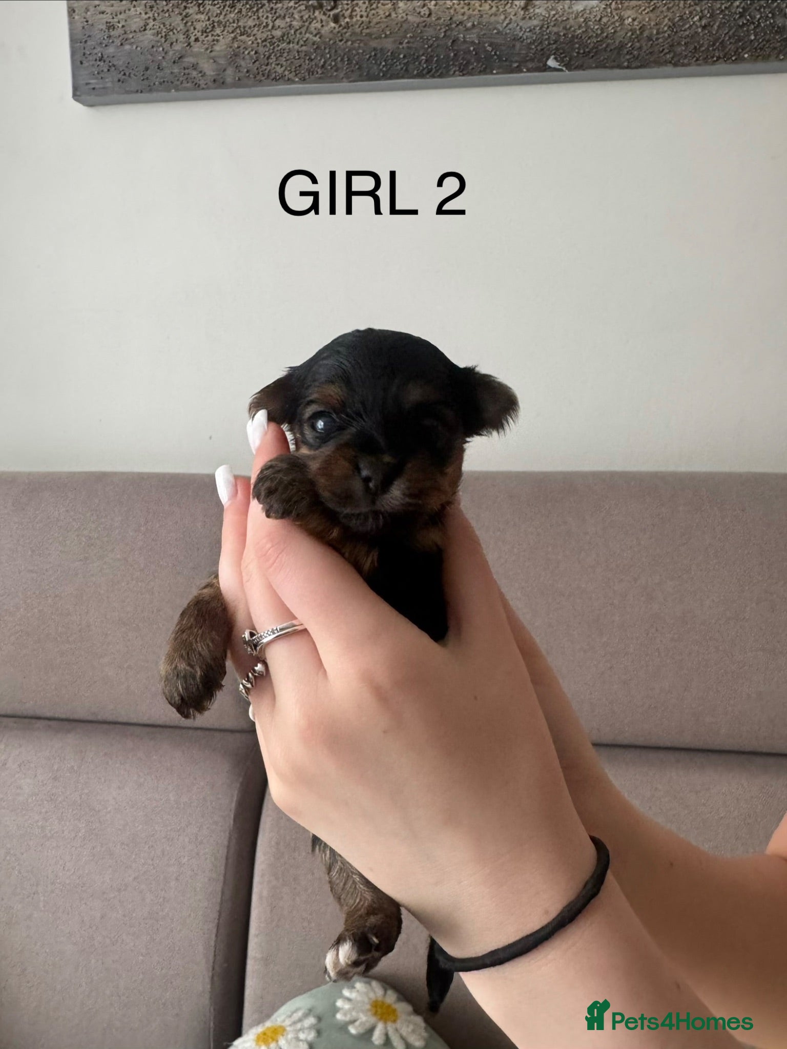 Yorkshire Terrier dogs YORSHIRE TERRIER 1 GIRLS  - Advert 1