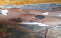 Plummer Terrier dogs for sale: Plummer terrier puppies  - Image 3