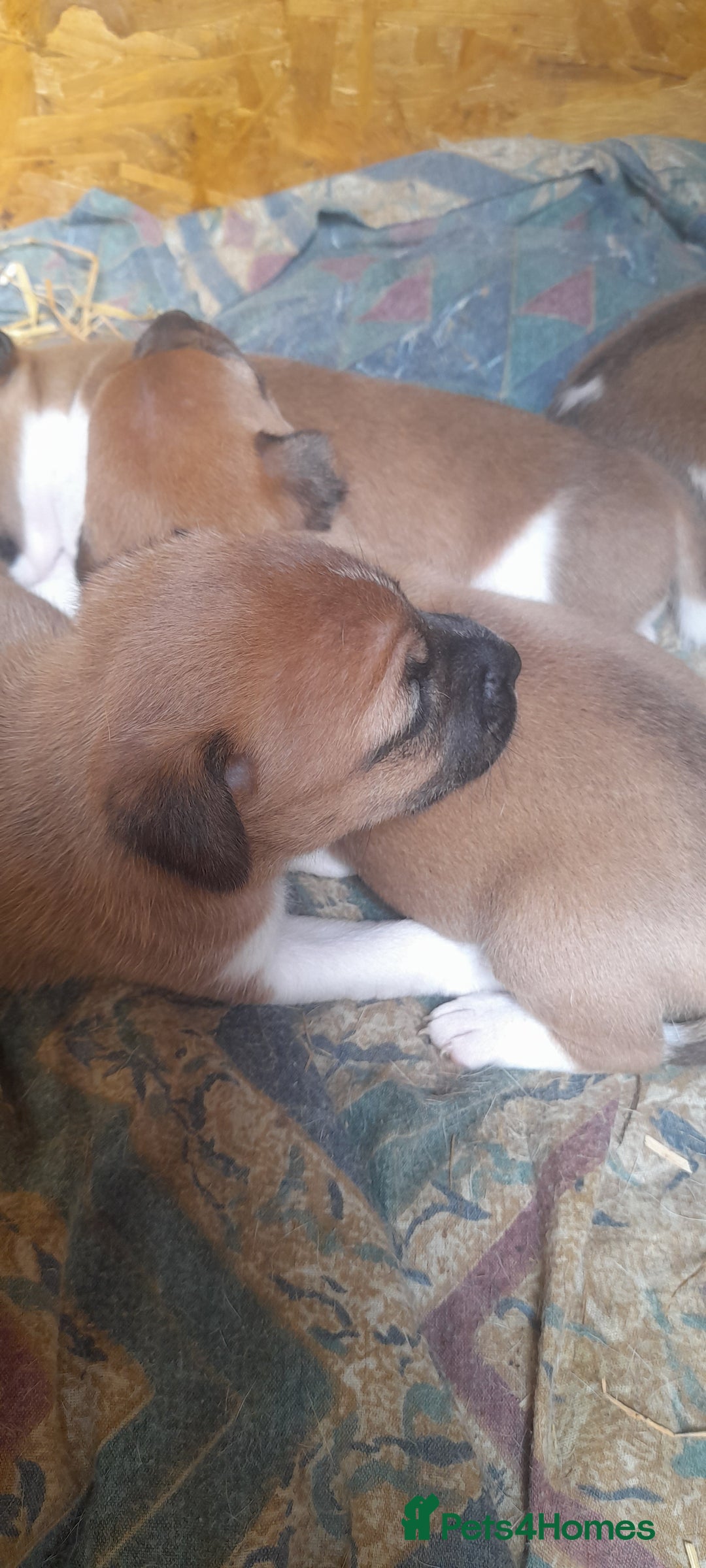 Plummer Terrier dogs for sale: Plummer terrier puppies  - Image 3