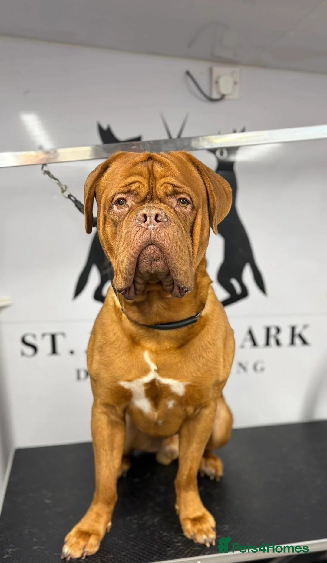 Dogue De Bordeaux dogs for stud: Exceptional KC Reg Dogue De Bordeaux in Newcastle upon Tyne - Advert 2