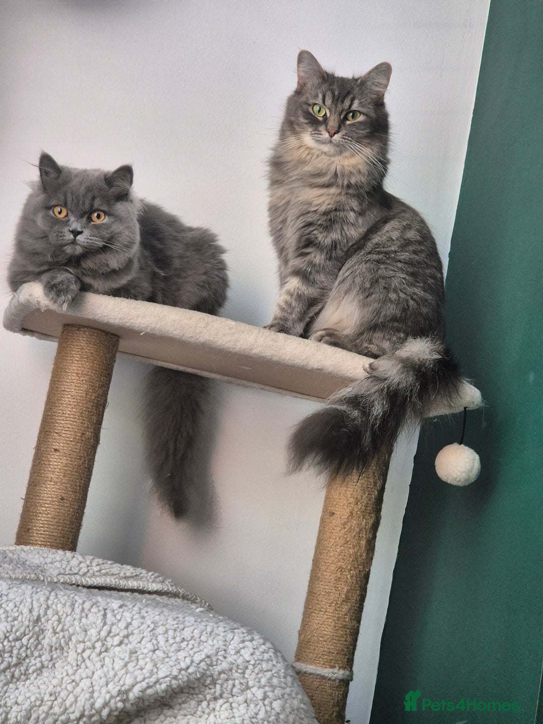 Norwegian Forest Cat cats for sale: X1 Norwegian and x1 British long hair - Image 2