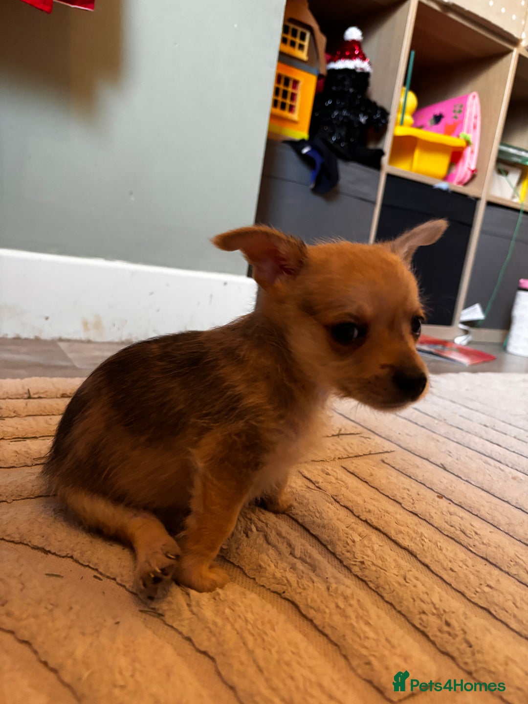 Chorkie dogs for sale: 2 male chorkie puppies for sale - Advert 4