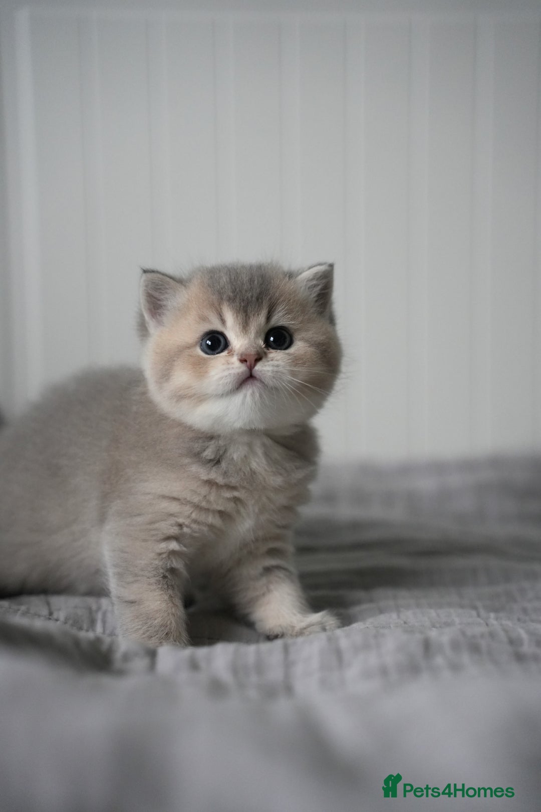 Scottish Fold cats for sale: Scottish fold/straight  - Advert 12