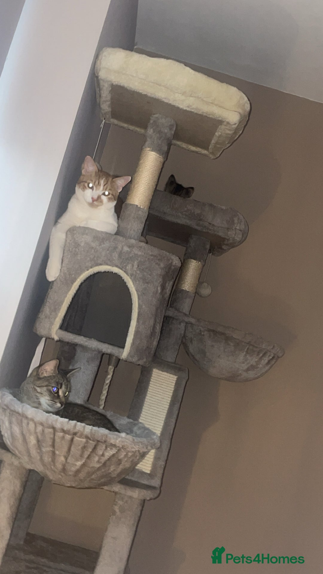 American Shorthair cats for sale: 2 kittens  - Image 5