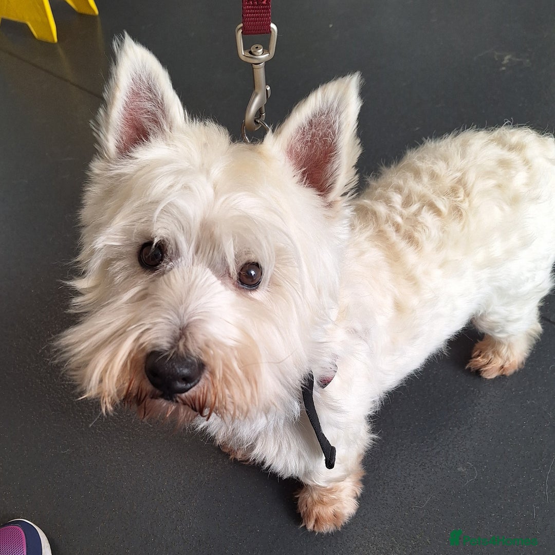 West Highland Terrier dogs for stud: For stud in Consett - Image 14