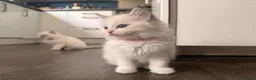 Ragdoll cats for sale: Four gorgeous Ragdoll kittens  - Advert 5