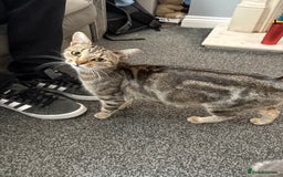 Mixed Breed cats for sale: Silver/grey tabby kitten  - Image 7