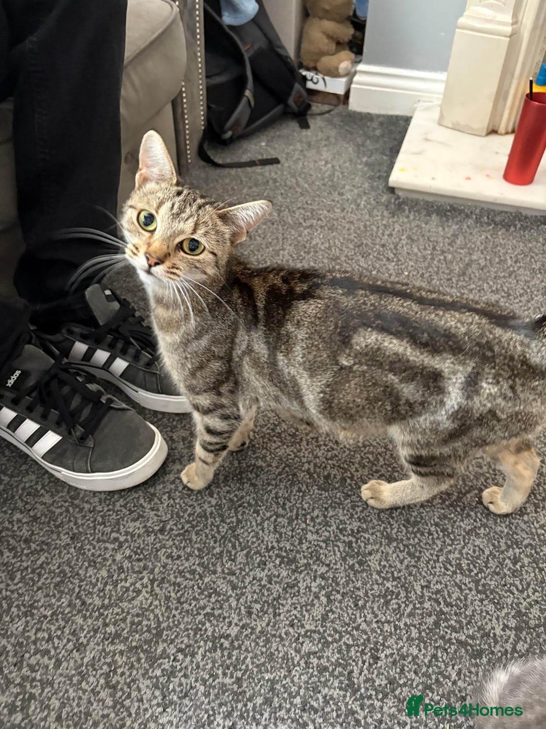 Mixed Breed cats for sale: Silver/grey tabby kitten  - Image 7