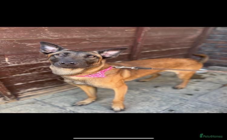 Belgian Shepherd Dog dogs - Advert 1