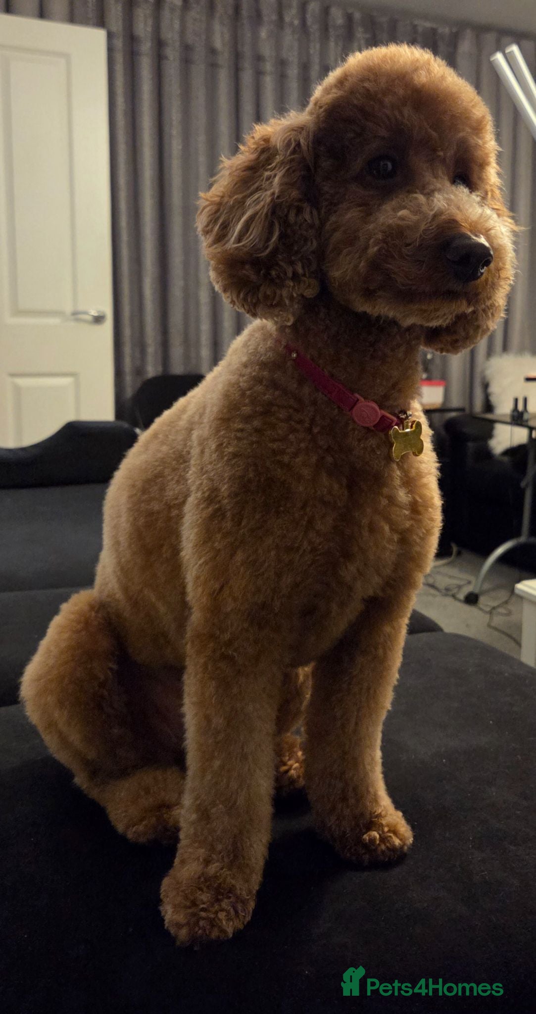 Mixed Breed dogs Miniature poodles girls - Advert 1