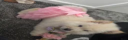 Chow Chow dogs for sale: Chow chow puppies  - Advert 10
