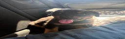 Rottweiler dogs for sale: Gorgeous 9 week Rottweiler puppy in Luton - Advert 1