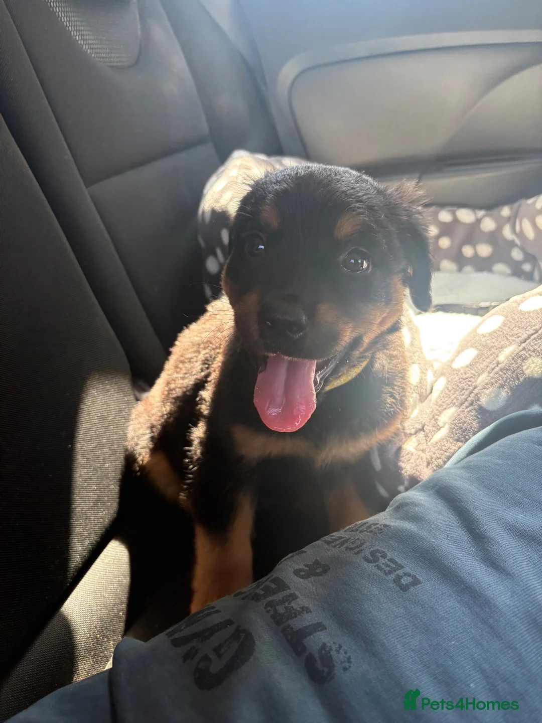 Rottweiler dogs for sale: Gorgeous 9 week Rottweiler puppy in Luton - Advert 1