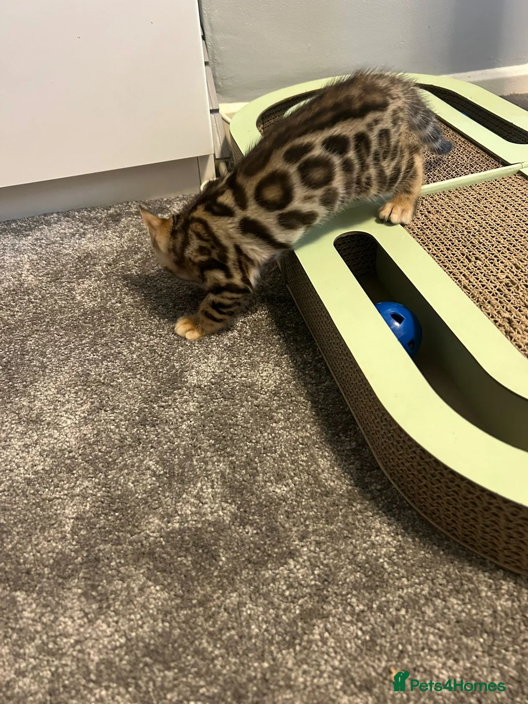 Bengal cats for sale: GCCF Registered Pedigree Kittens  in Huddersfield - Advert 1