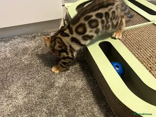 Bengal cats GCCF Registered Pedigree Kittens - Advert 2