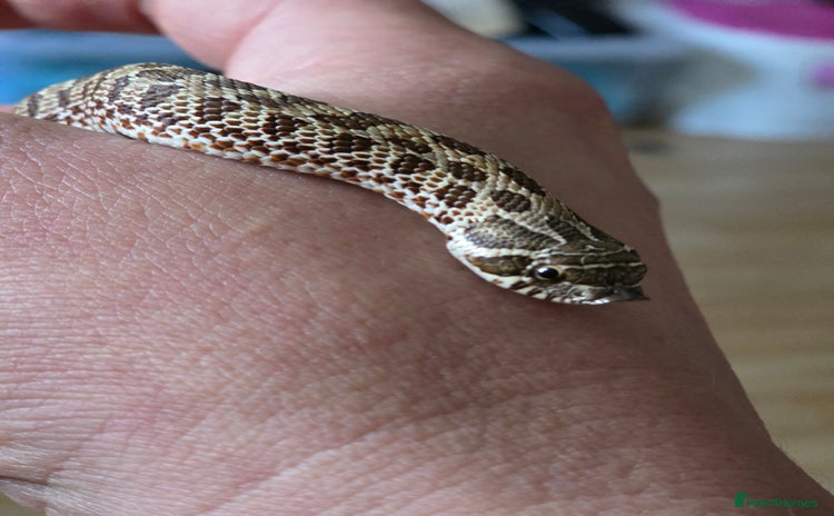 Snake reptiles - Advert 1