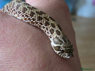 Snake reptiles - Advert 1