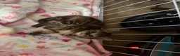 Mixed Breed cats for sale: Beautiful girl left  - Advert 2