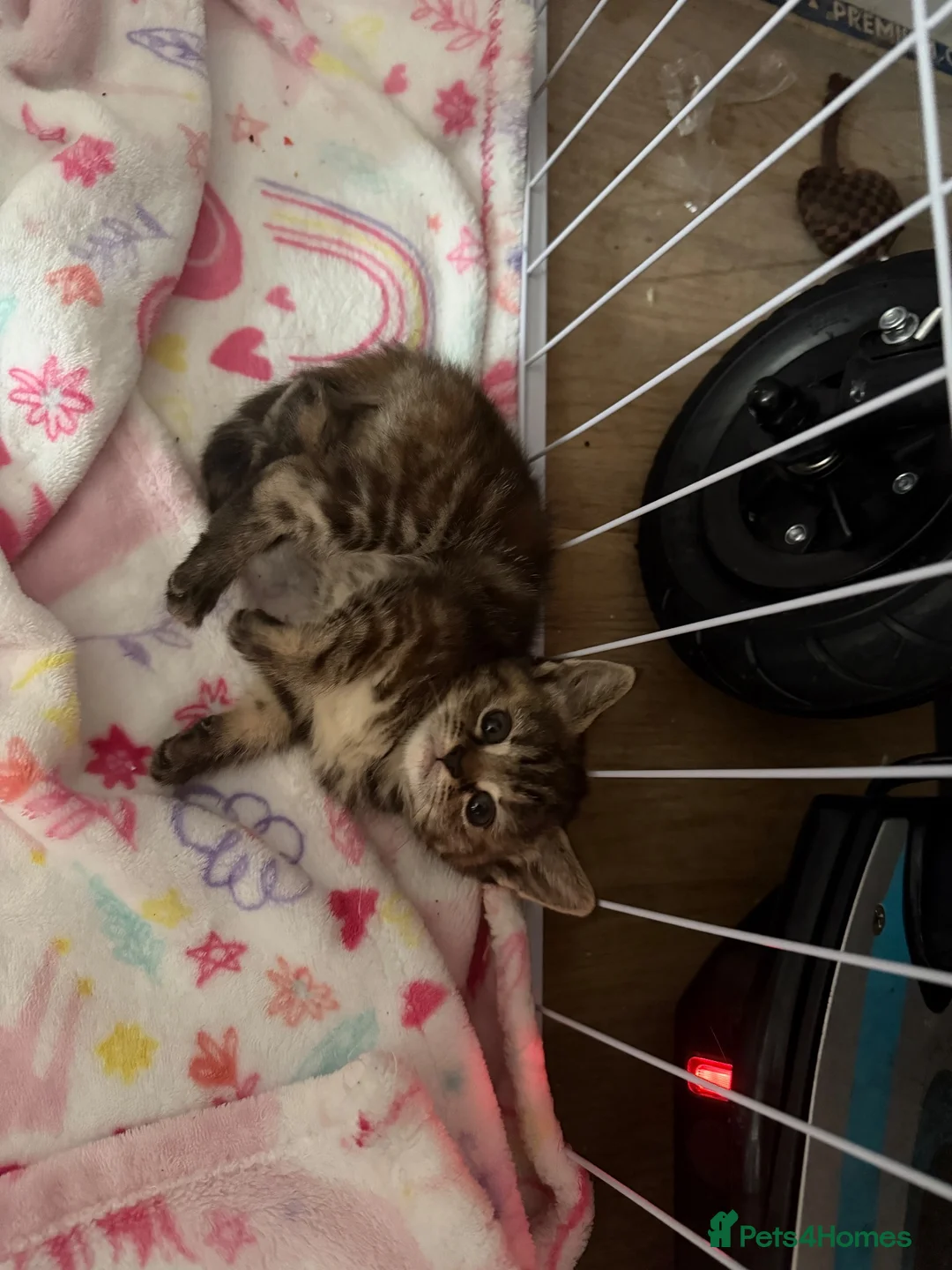 Mixed Breed cats for sale: Beautiful girl left  - Advert 2