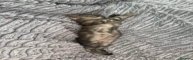 Maine Coon 1