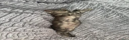 Maine Coon cats for sale: 2 beautiful mainecoon Russian line kittens  - Advert 3