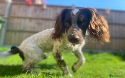 Cocker Spaniel dogs for stud: Crazy Cocker spaniel for studding. in Kettering - Image 12