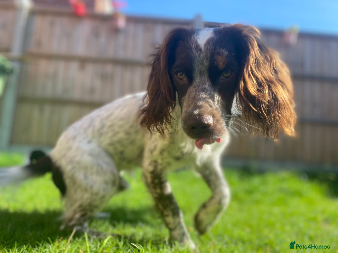 Cocker Spaniel dogs for stud: Crazy Cocker spaniel for studding. in Kettering - Image 12
