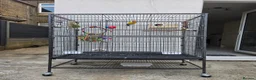 Lovebirds birds for sale: Lutino Lovebirds (Pair) with Cage Included - Advert 3