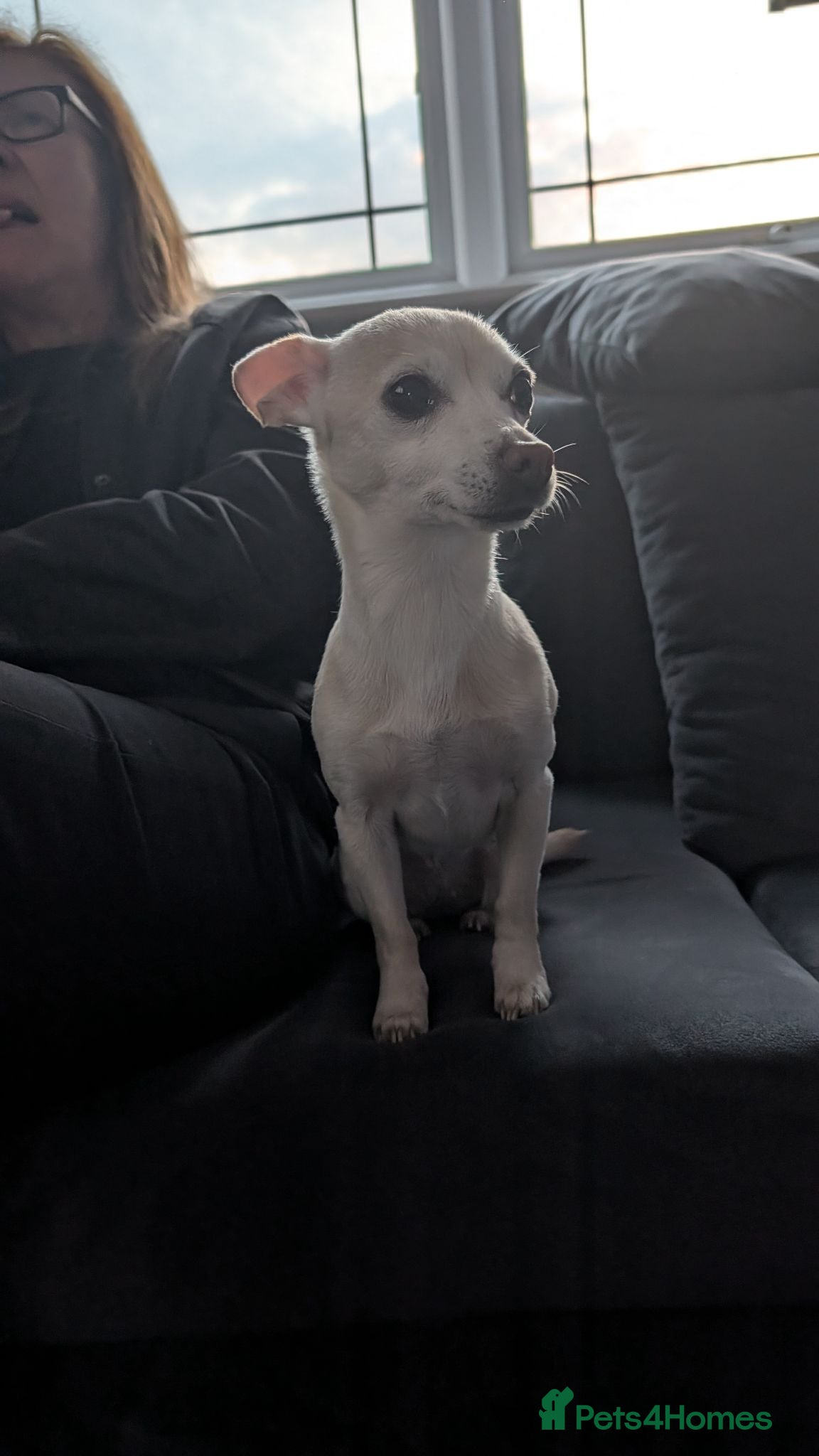 Chihuahua dogs Chihuahua jrt cream small female dog - Advert 2