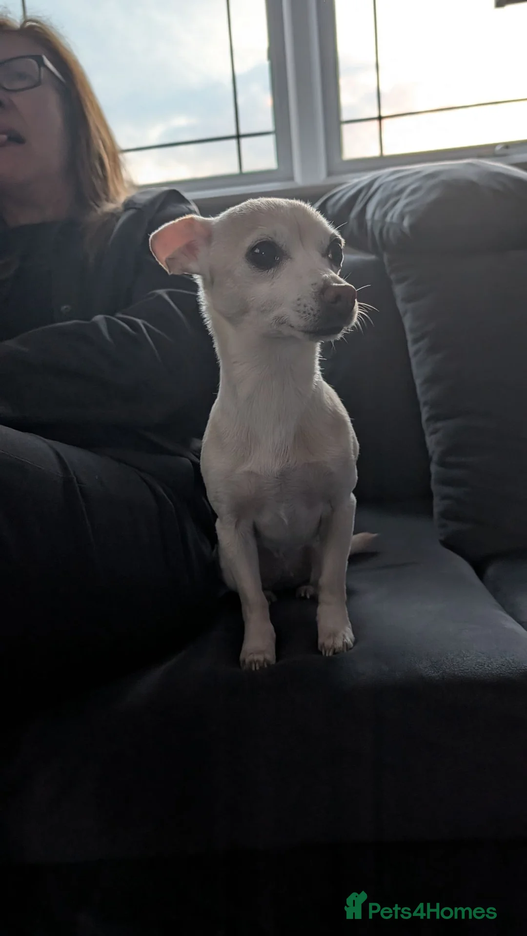 Chihuahua dogs for sale: Chihuahua jrt cream small female dog in Alloa - Advert 1