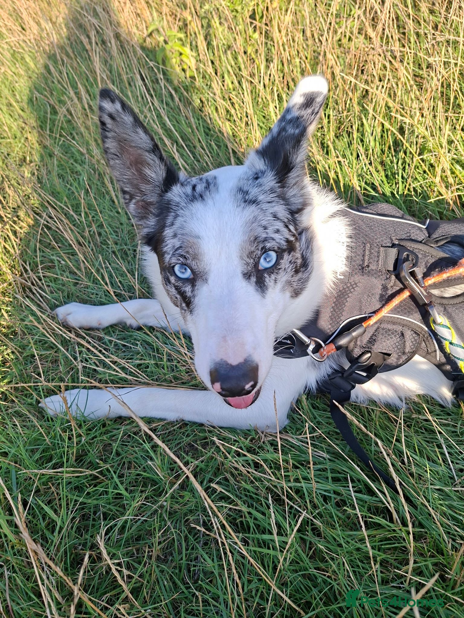 Border Collie dogs Kayah - Advert 16
