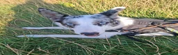 Border Collie dogs for sale: Kayah - Advert 1