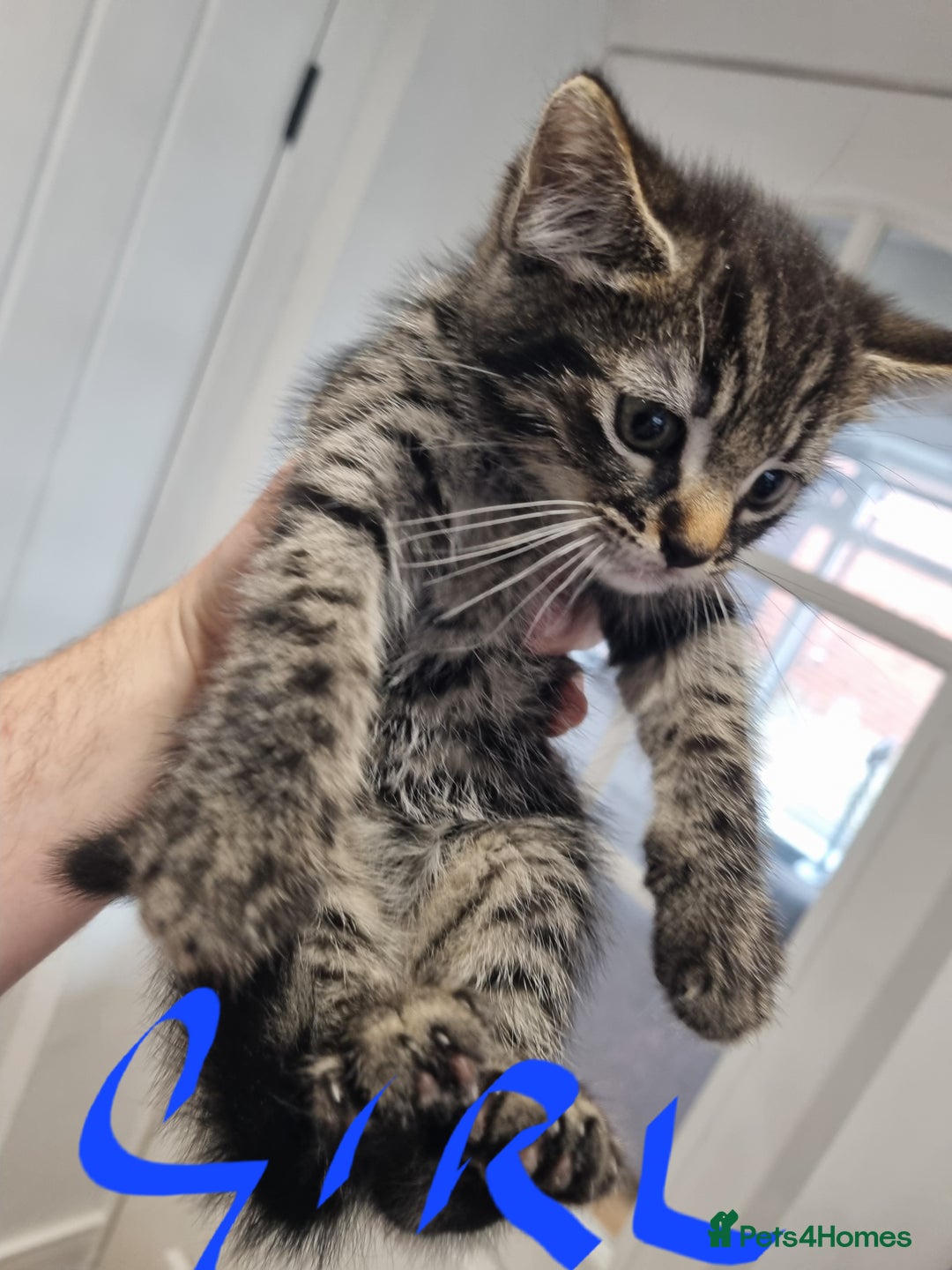 Mixed Breed cats for sale: 4 x beautiful kittens ready to leave 21/06/25 in Colwyn Bay - Image 10