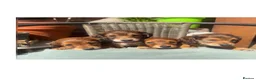 Miniature Dachshund dogs for sale: Long haired miniature dachshunds - Advert 13