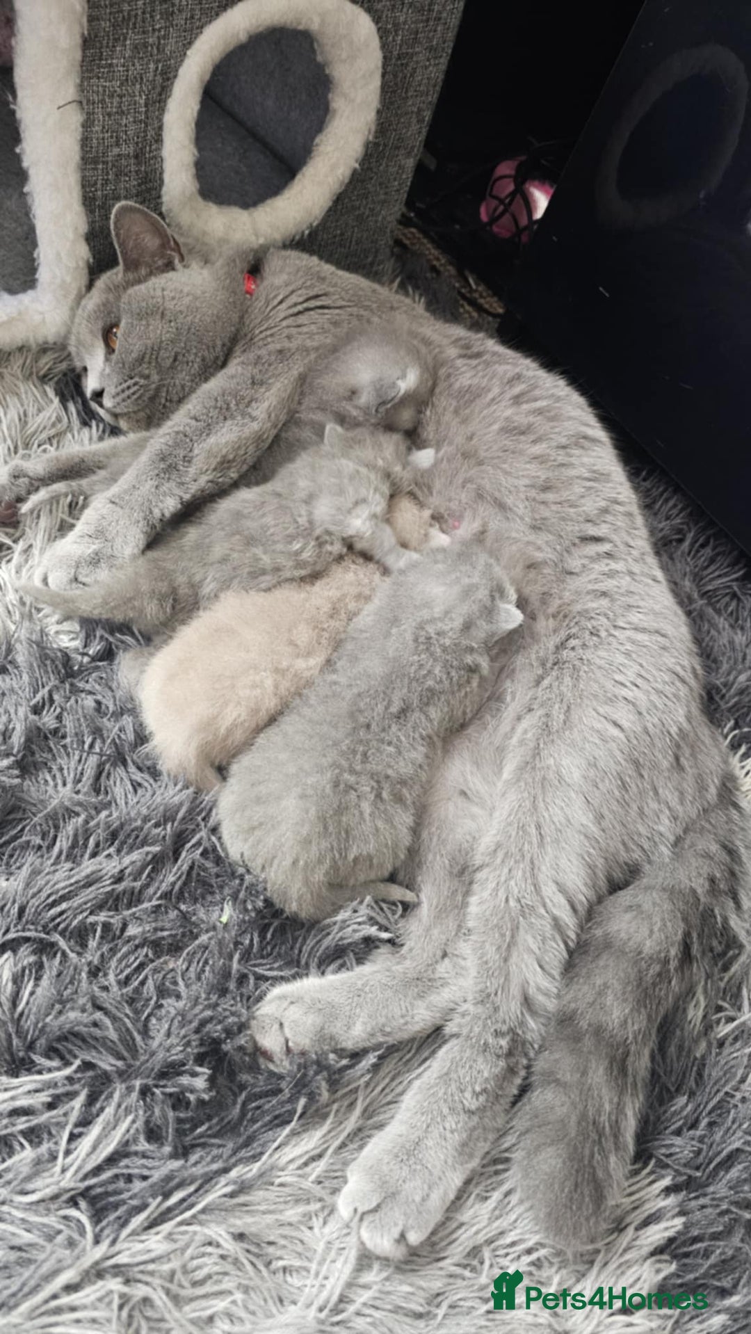 British Shorthair cats for sale: Show Quality Champions British Shorthair GCCF - Image 21