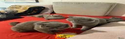 British Shorthair cats for sale:     “Beautiful British Shorthair Kittens” - Advert 8