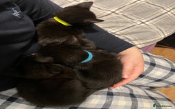 Mixed Breed cats for sale: Male black kitten - ready now - Image 12