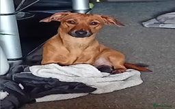 Dachshund dogs for sale: 2 dogs for sale  - Image 1