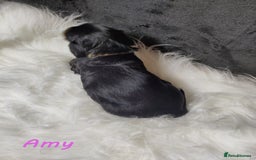 Miniature Dachshund dogs for sale: KC Health tested Licensed breeder 12 years exp - Image 3