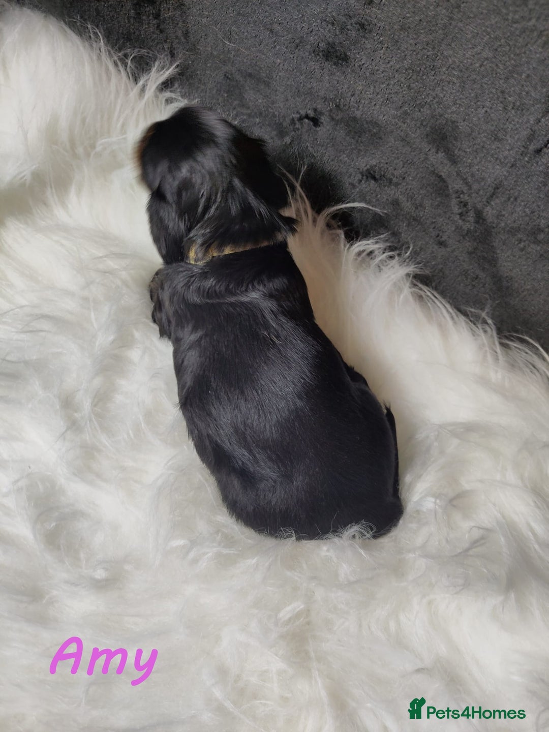 Miniature Dachshund dogs for sale: KC Health tested Licensed breeder 12 years exp - Image 3