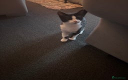 Domestic Shorthair cats for sale: Kitten for sale  - Image 3